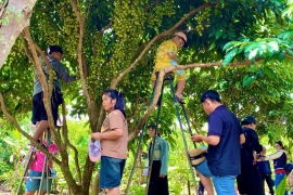 Vườn Tràm – Điểm Đến Nghỉ Dưỡng Sinh Thái Gần Sài Gòn Cho Cả Gia Đình