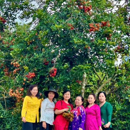 Hái trái cây tại vườn
